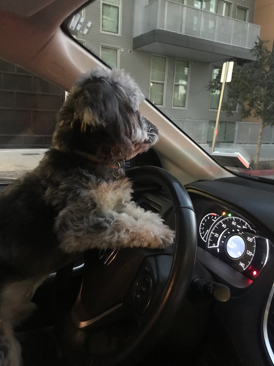 RicoJerSean's tweet photo. You see it! Got my license today #cmerollingtheyhatin #stopplayingwithem #mobilemakeuptips https://t.co/OfLrPfTuhj