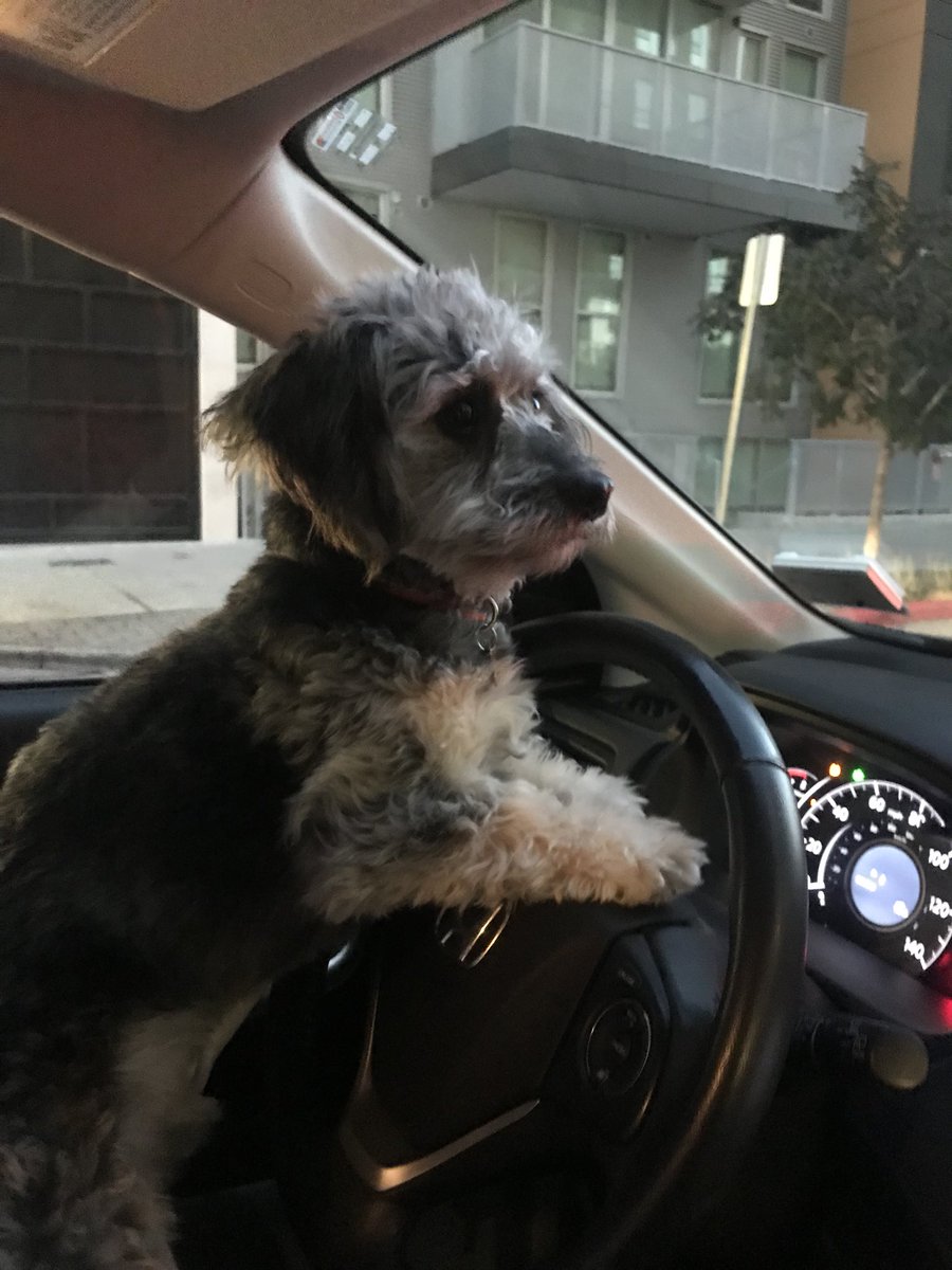 RicoJerSean's tweet photo. You see it! Got my license today #cmerollingtheyhatin #stopplayingwithem #mobilemakeuptips https://t.co/OfLrPfTuhj