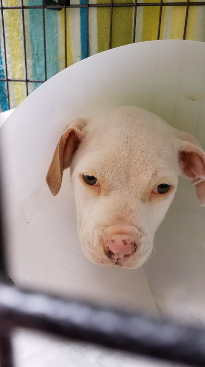 IHADRO614's tweet photo. Mabel is hanging on and fighting!!Sweet little Mabel broke with parvo and was hospitalized on Monday.  Today she took a turn for the worse. In addition to fighting parvo something else is going on with her https://t.co/UQtDDTCQSD
