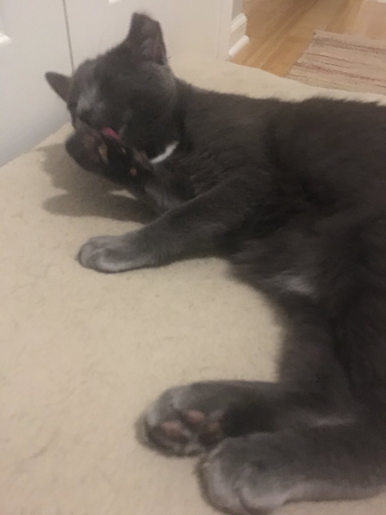 molliereads's tweet photo. UPDATE: REMUS IS STILL ON ZOEY’S DOG BED #SAVAGE #STILLAWOLF https://t.co/UOliHMqx79