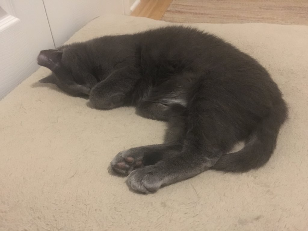 molliereads's tweet photo. UPDATE: REMUS IS STILL ON ZOEY’S DOG BED #SAVAGE #STILLAWOLF https://t.co/UOliHMqx79
