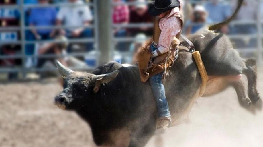 NewshubNZ's tweet photo. Govt won't ban rodeos but will look into improving animal welfare https://t.co/nHvWLALaLL https://t.co/3BsYK8Ljvt