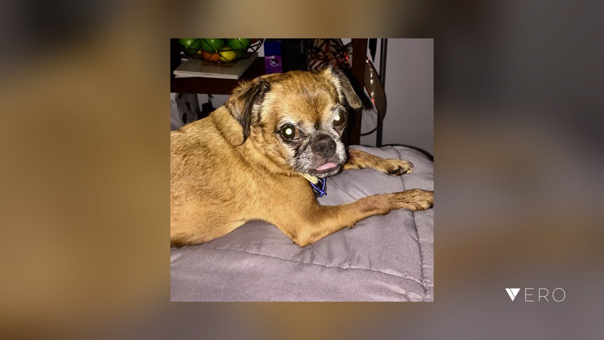 Soundbuds's tweet image. Just brought Harley back from surgery. We traded snaggle teeth for a snaggle tongue! 😋 He’s so floppy and spaced out. Paw lil guy... @VeroTrueSocial