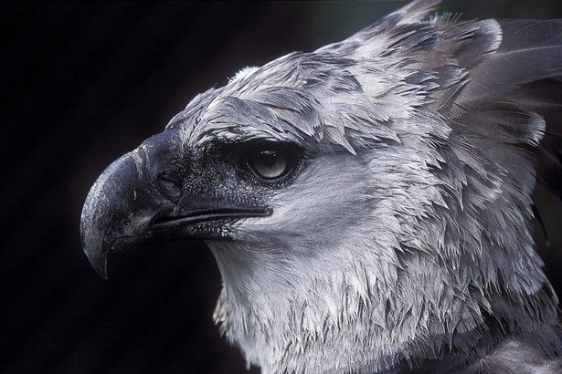 ハーピーイーグルのtwitterイラスト検索結果