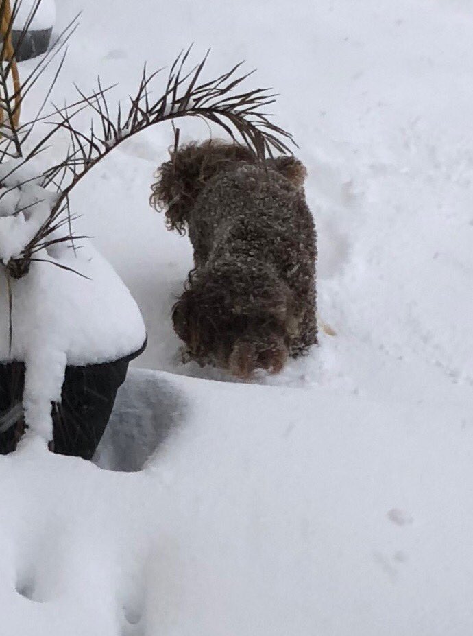 iainm1875's tweet image. #yellowsnowalert