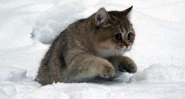 куда пропали зимы