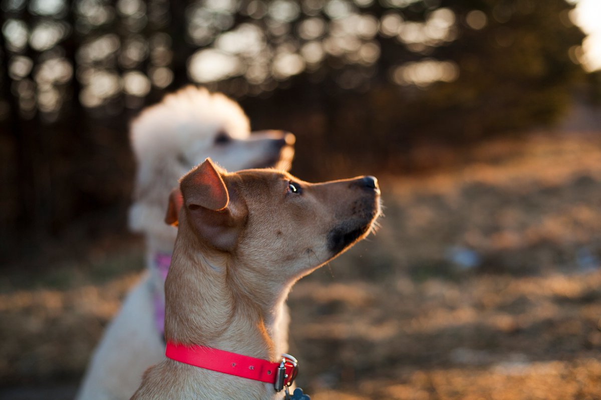 KidKelci's tweet photo. Ansel is 4 months old today. She spent the morning at the beach with Hali and later caught a killer sunset with her girl Umi. #anseltheamstaff#amstaff #puppy #AdoptDontShop https://t.co/3bEx0j8nhg