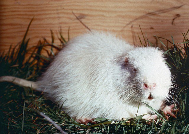 MyODFW's tweet photo. #InvasiveSpeciesWeek - Rodents of Unusual Size

Like bullfrogs, nutria were brought to Oregon as a source of food. But they were also brought in for their fur. When fur prices tumbled, many people stopped farming them, and those nutria escaped and establ… https://t.co/6nW3CW575N https://t.co/O2AdYyJ2rL