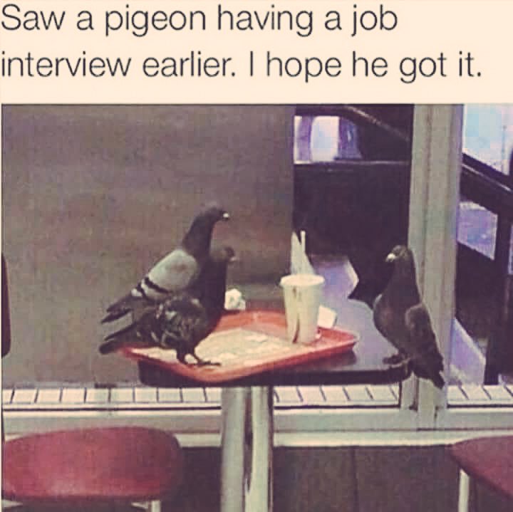 AllisonAvolio's tweet photo. Hope everyone is as prepared as these pigeons. #TPE2018  #NASPA18 #jhureslife https://t.co/wawjsrMSzC