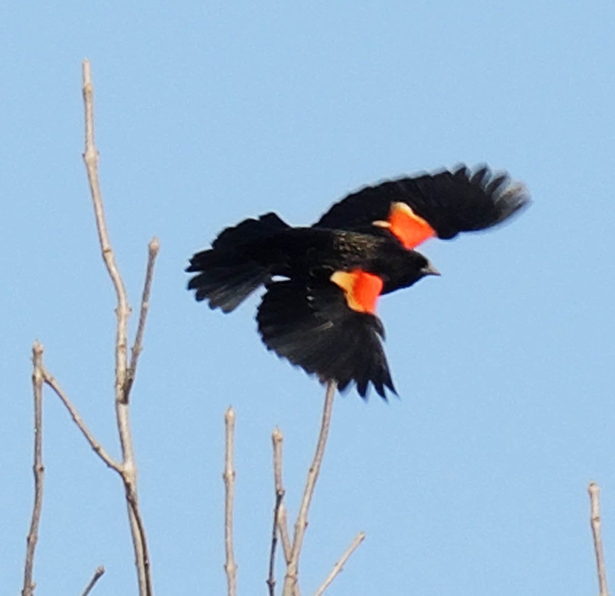 NCamdenWriter's tweet photo. Look who flew in! Spring is creeping north behind the Red-winged Blackbird. https://t.co/dZvHdItsZb