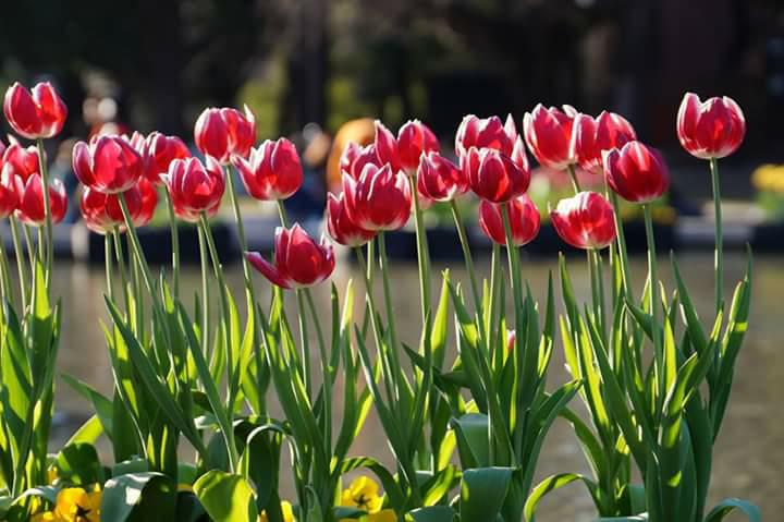染の安坊 そめのあんぼう در توییتر チューリップ 花屋さんの店頭や公園で早咲きのチューリップ を見かけます 浮き浮きする春の陽気が良く似合う花ですね 安坊のチューリップ柄は まるで花束のような華やかさのあるデザインです 手ぬぐい チューリップの喜び