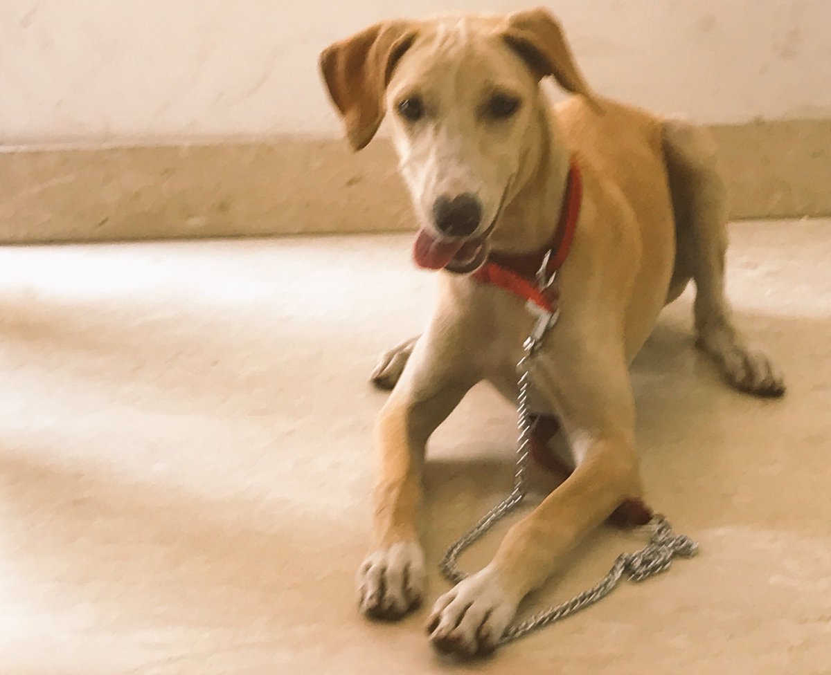 shirindhabhar's tweet photo. Little Leah is the youngest #dog on our ongoing #CanineTrainerCourse yet among all the #Labradors & #GermanShepherd she is probably the fastest learner. For those who say #INDogs can't be trained, come and watch Leah as she picks up new training in minutes. https://t.co/uLDto9PO54