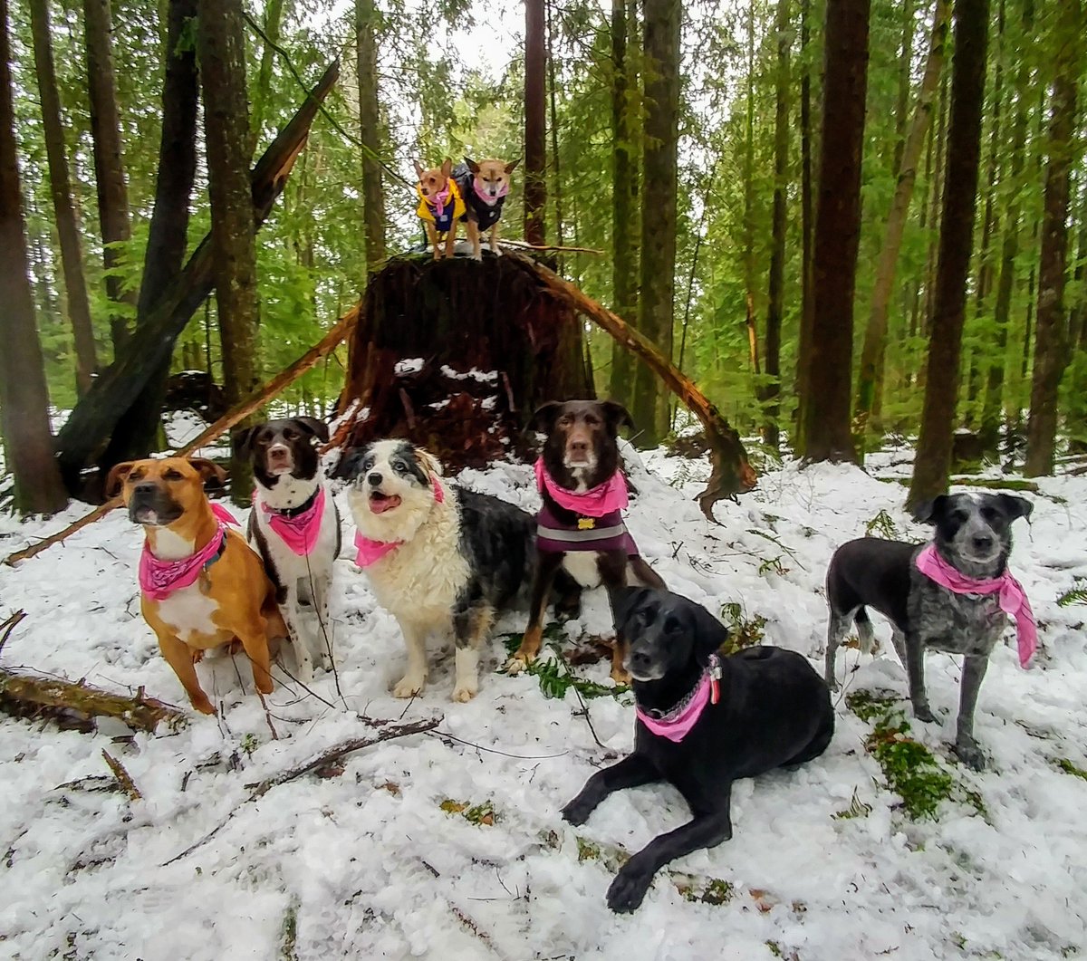 AdventuresDog's tweet photo. @pinkshirtday Every bully needs a friend too💓 #PinkItForward #PinkShirtDay2018 https://t.co/vOSHdJ1Gym