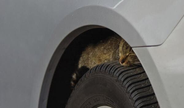 ❄️☃️ como resultado de esta nueva ola de frío, te recomendamos dar unas cuantas veces al capó del coche por si en los bajos o el motor se resguardase del frio algún gato. 🐱

🔄 pequeños gestos que pueden salvar vidas. Comparte!