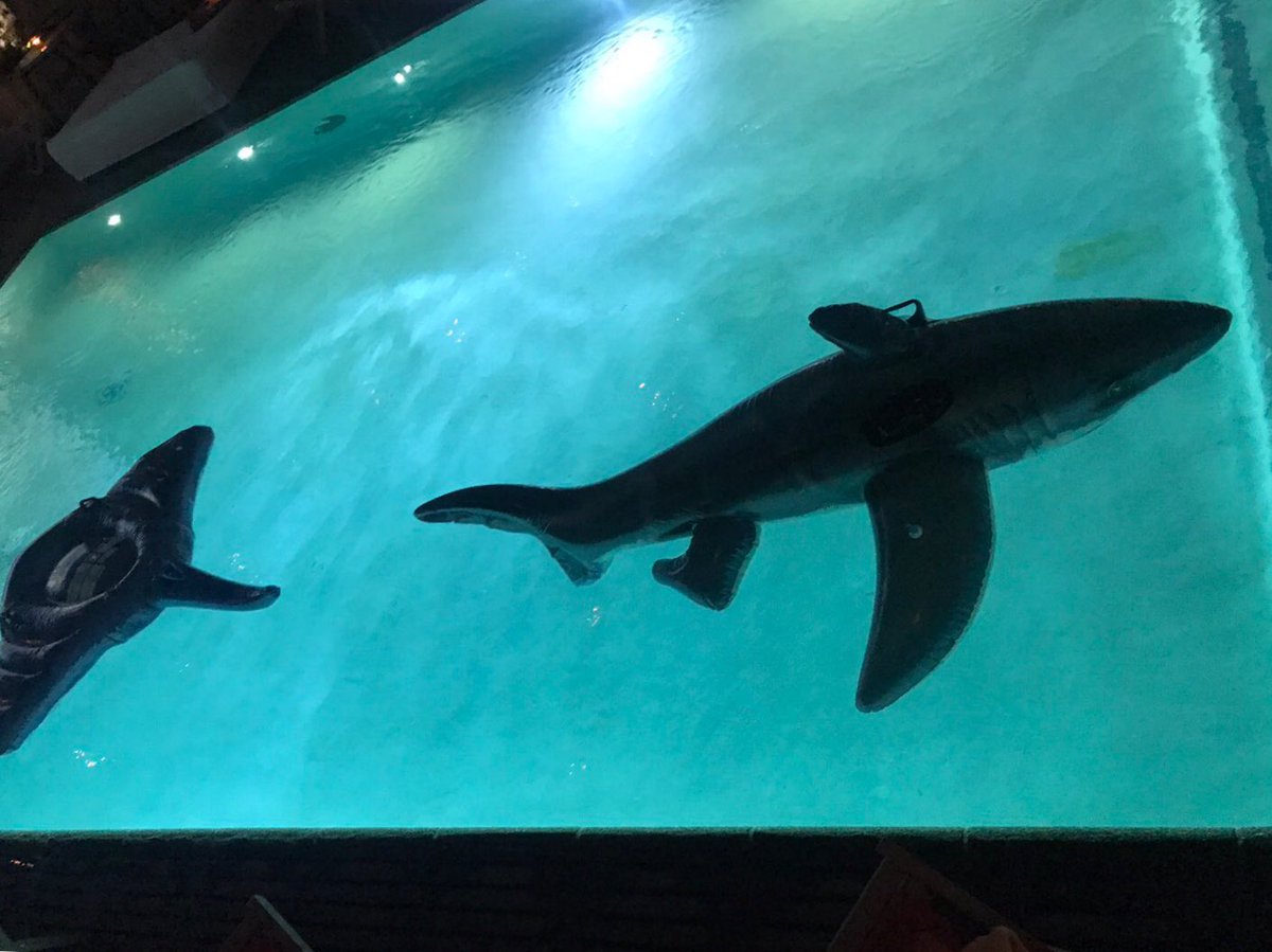 Funimation's tweet image. Crying rn because the poolside premiere for Free! -Take Your Marks- looks more magical than we could have hoped!! 💕✨ #FreeTYM