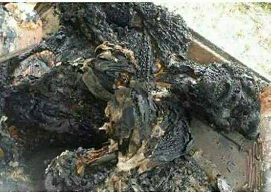 SenatorPenn's tweet photo. We would never have reached this level where human life in #Cameroun has no value if Article 47(1) of the 1961 Federal Constitution was respected.Many more will die if #dialogue in solving the root causes of the #SouthernCameroons question is not called 
@UN
@_AfricanUnion https://t.co/SyUtMXsNaY