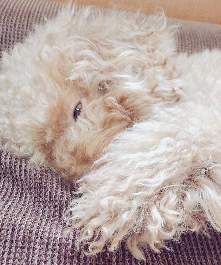 533nico's tweet photo. 前足で口を隠しながらウトウトしてます╰(*´︶`*)╯♡
最近少し忙しいですが、癒されます
#犬好きさんと繋がりたい https://t.co/41xHwaxpvW