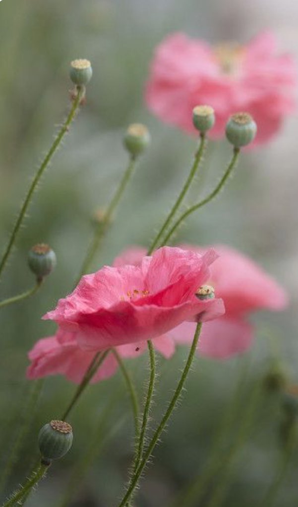 Yalanın gücü doğrunun güçsüzlüğünden değildir. Yalan teşkilat kurmuş, doğru yalnızdır.

YaşarKemal