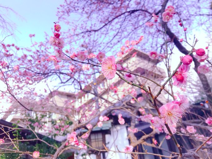 「桜 木」のTwitter画像/イラスト(古い順)