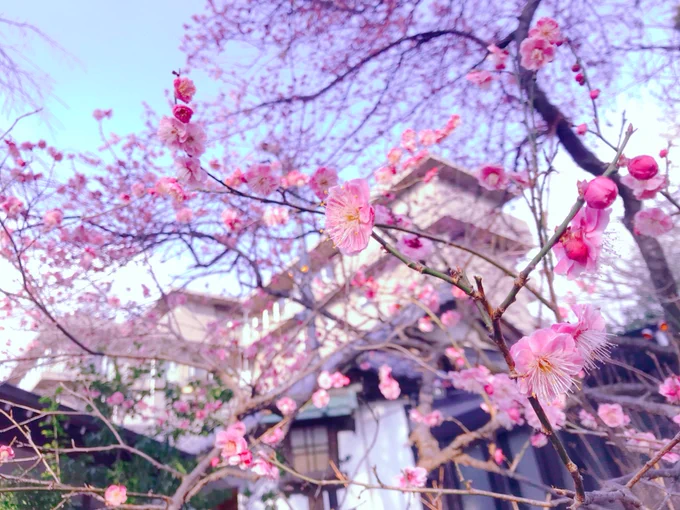3月きた 