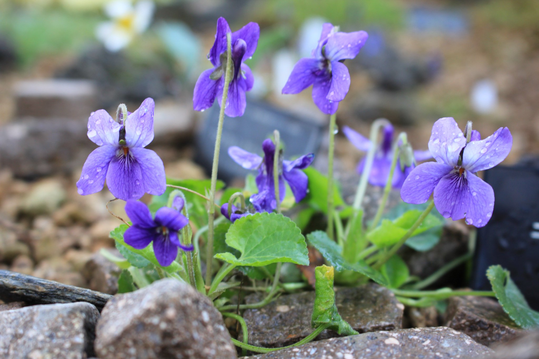 咲くやこの花館 Twitterren 高山植物室にて ニオイスミレ が開花しておりました 英名は スイートバイオレット というそう この花はヨーロッパから西アジアと広く見ることが出来ます また ニオイスミレ は香りが良く 香水の原料