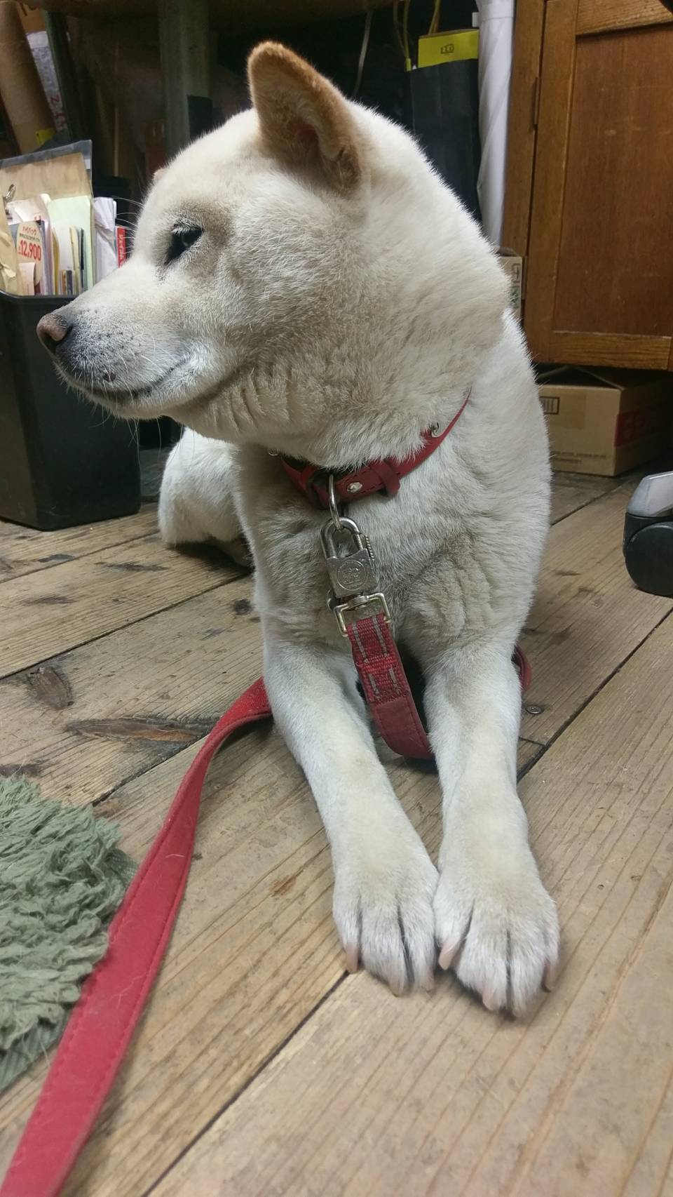 ｊａｐ工房 今日の大福vol 104更新ー 横向き大福さん ちゃんと手が揃っててお上品ですw 犬 柴犬 Jap工房 Dog 看板犬 T Co Zrqzhknw64 Twitter