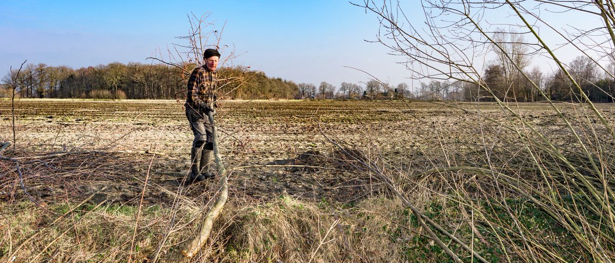 Waar gemeentepolitiek over gaat: het lot van 7.000 bomen in Lochem decorrespondent.nl/8000/waar-geme…
