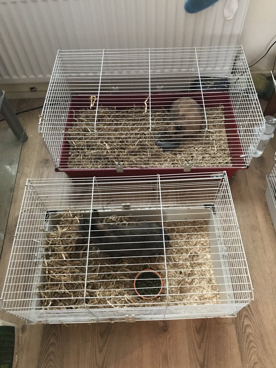 Cdunn1302's tweet photo. How to house 6 bunnies in this awful weather took me a while@to figure it out but all inside and safe 😍🐇🐰 https://t.co/HStjfje9ly