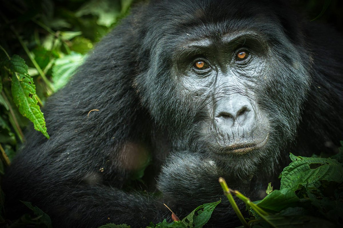 Gorillas: traditional encounters and a pioneering new @GorillaTrekking experience in Uganda: lonelyplanet.com/uganda/western… #GorillaTours 📸@RogerdelaHarpe #TourUganda the #PearlofAfrica #MountainGorilla #Habituation