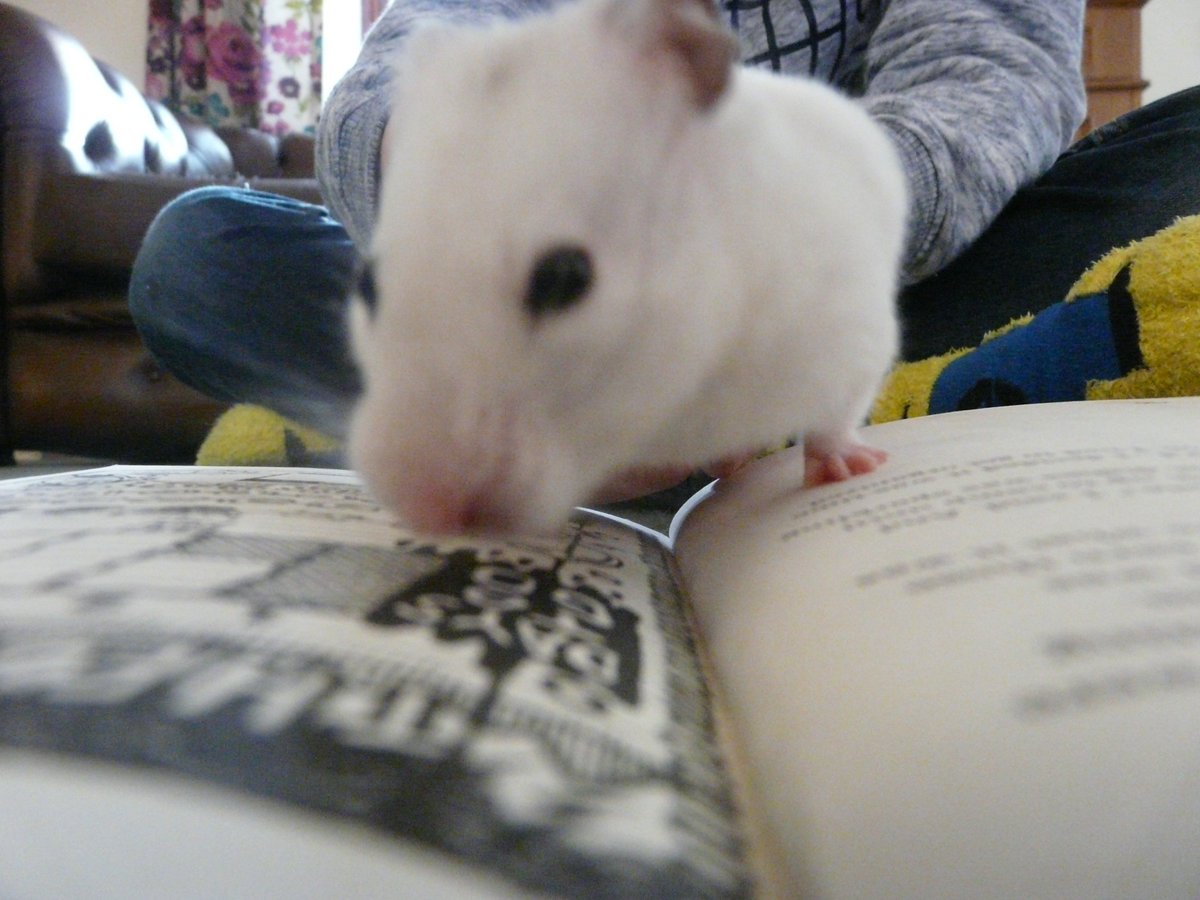 'Chip' enjoying 'Diary of a Wimpy Kid' <a href="/WorldBookDayUK/">World Book Day UK 📚</a> Harry Potter next, very popular crockery here in Orkney @OrkneyCraftAssn Perhaps Chip could join in with 'Bookface'? <a href="/OrkneyLibrary/">Orkney Library</a> #book #hamster #Orkney