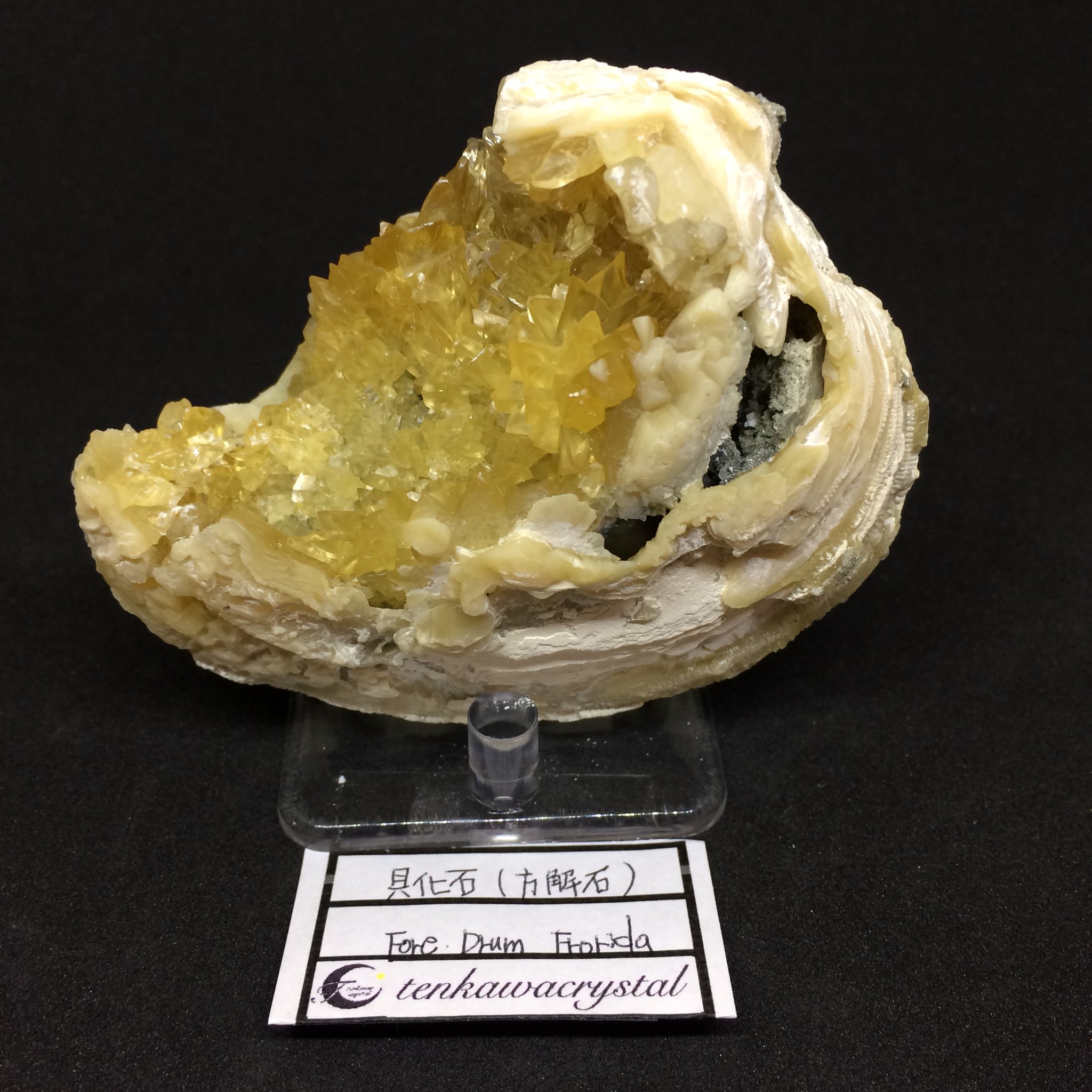 【アメリカ/フロリダ産】カルサイト(方解石)inハマグリ化石 アメリカ/フロリダ産】カルサイト(方解石)inハマグリ化石 美術品