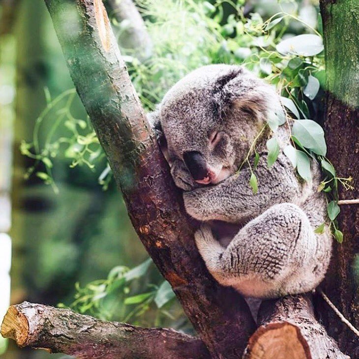 コアラマットレス Ar Twitter 私たちはオーストラリア ニューサウスウェールズ州北部のコアラの生息地を守るために 売り上げの一部を寄付しております 今のところ5000本の木を植えることができました 寄付 動物保護 コアラ マットレスはこちらから Https T
