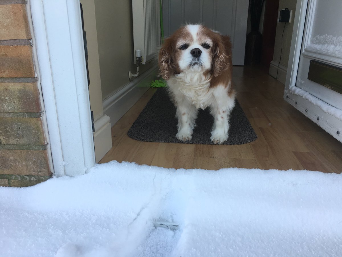 SAinsworthPhoto's tweet image. #thismorning @thismorning @loosewomen Our old CKC Charlie doesn't like this snow, we have had over 7 inches in Glossop, Derbyshire and its still snowing :( Hope everyone stays safe!