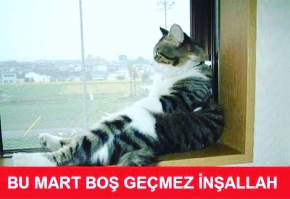 ______1907____'s tweet photo. #Mart gelince mahalledeki bütün kediler aslan kesiliyor �� https://t.co/aItklwq96p
