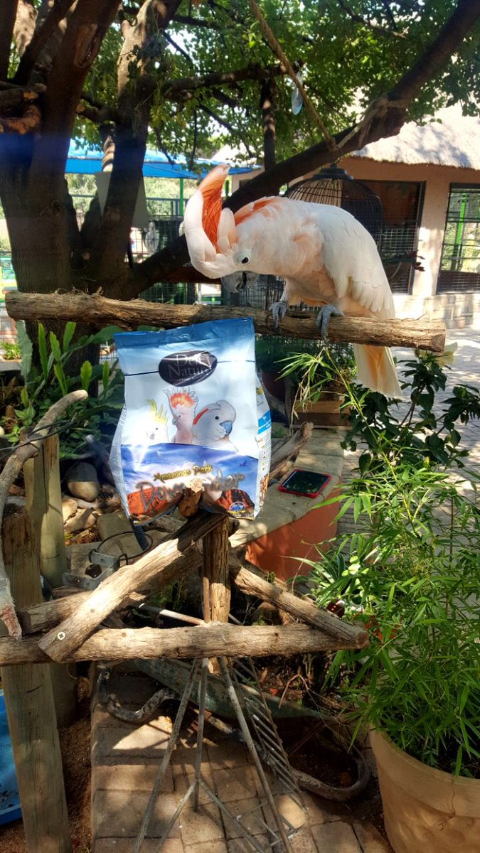 ValemountFeeds's tweet photo. Today's donation of 15 bags of deli nature down under to @LoryParkZoo #happybird #supportcharity https://t.co/UaJoa613Z6 https://t.co/aD1sbxJvaK