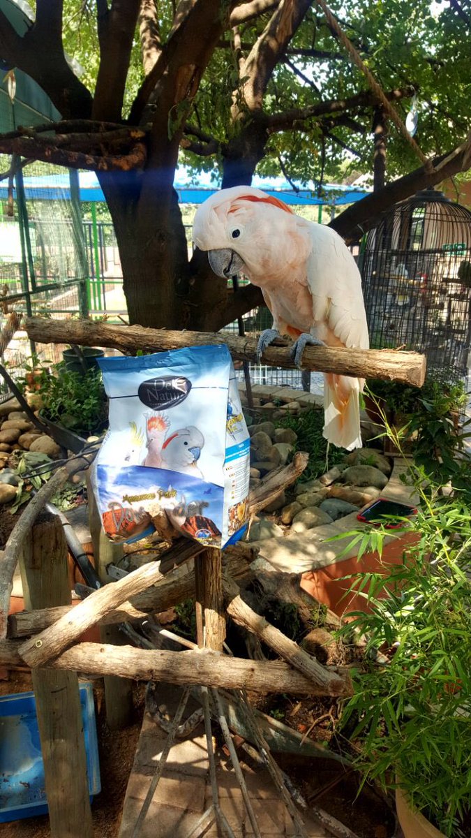 ValemountFeeds's tweet photo. Today's donation of 15 bags of deli nature down under to @LoryParkZoo #happybird #supportcharity https://t.co/UaJoa613Z6 https://t.co/aD1sbxJvaK