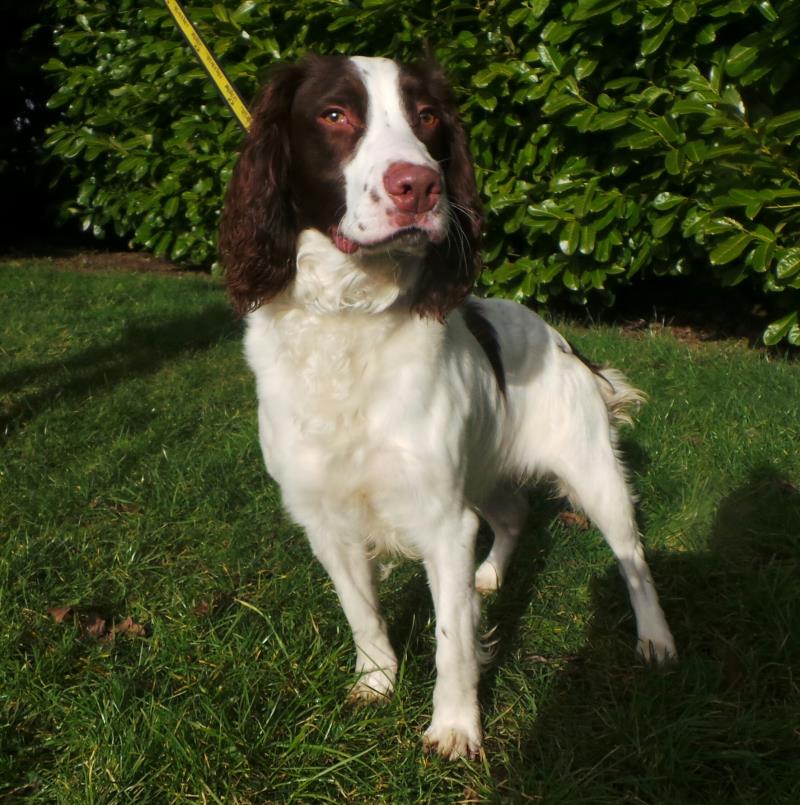 DT_Ballymena's tweet photo. Paddy is a bouncy, playful lad. He has plenty of energy and is always up for fun and games. He would be happy with a doggy friend to run around with. He loves being around people and would like owners who are around for most of the day. #rehome #adoptme #instaspaniel #ADIFL https://t.co/saMPQRaf8l
