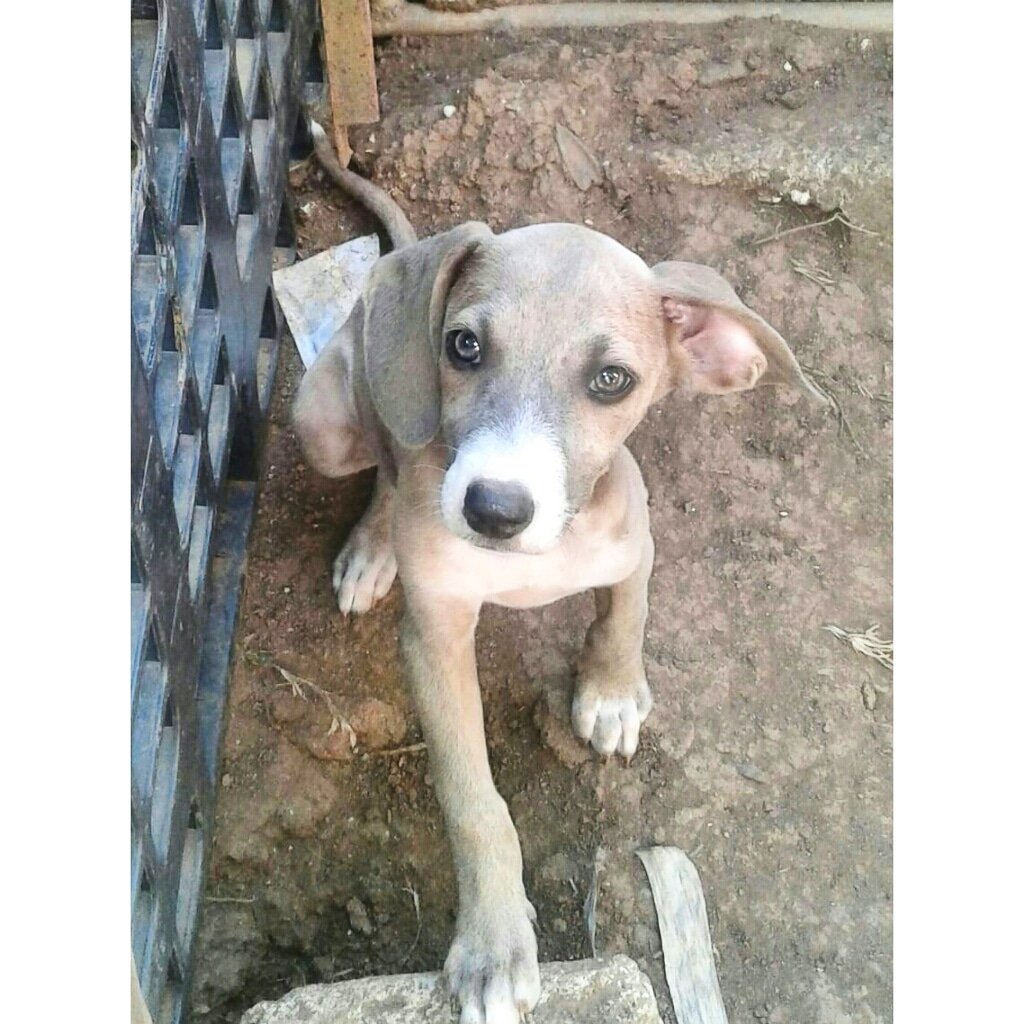 Niñas en adopcion. Esterilizadas, vacunadas y desparasitadas. Casa cercada 6496-9570. @RobaMorena <a href="/robertoduranbox/">Roberto Durán</a> <a href="/FeriaYoReciclo/">Feria Yo Me Reciclo</a> @adoptapanama <a href="/spaypanama/">Spay Panama</a> <a href="/quinnannette/">Annette Quinn</a> @fundasis <a href="/PanamaPuntoCom/">Jayden 😈</a> <a href="/pty5o7/">pty 507</a> @noticiasenelpty <a href="/ArraijanPTY/">Arraiján</a> <a href="/martamartinelli/">Marta de Martinelli</a>