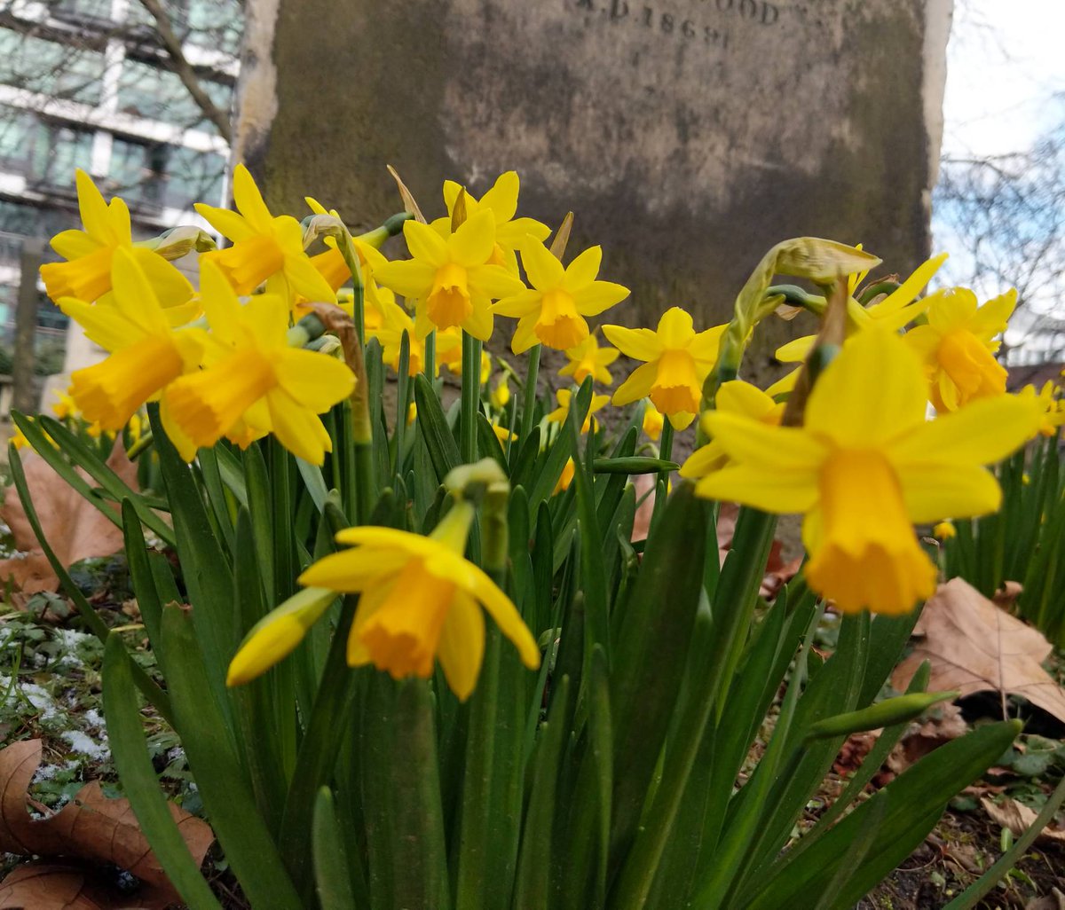 ReikiTim's tweet image. Happy St David's Day to those that do... #stdavidsday