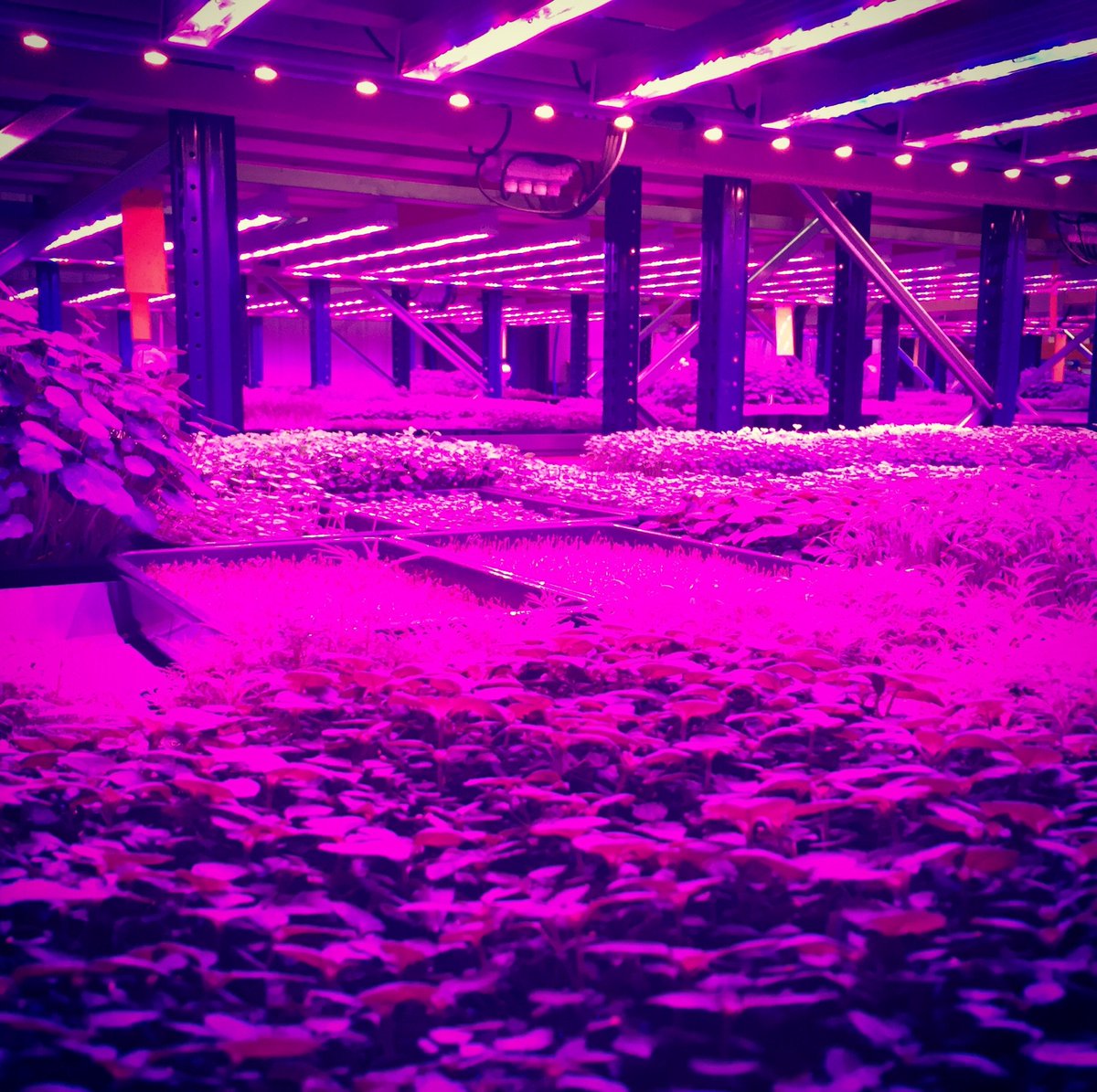 northcountryken's tweet photo. This weather just shows the importance of #AnarchyUrbanFarm to our business, when our outdoor growing stops with these awful conditions our indoor farm just keeps on going very happily https://t.co/X3xdDNnKZ2