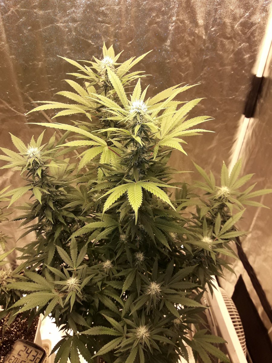 AdrycManellson's tweet photo. #Momentos
De #ChocoCandy2 de @GreenbudSeeds https://t.co/S2xqy6VR6U