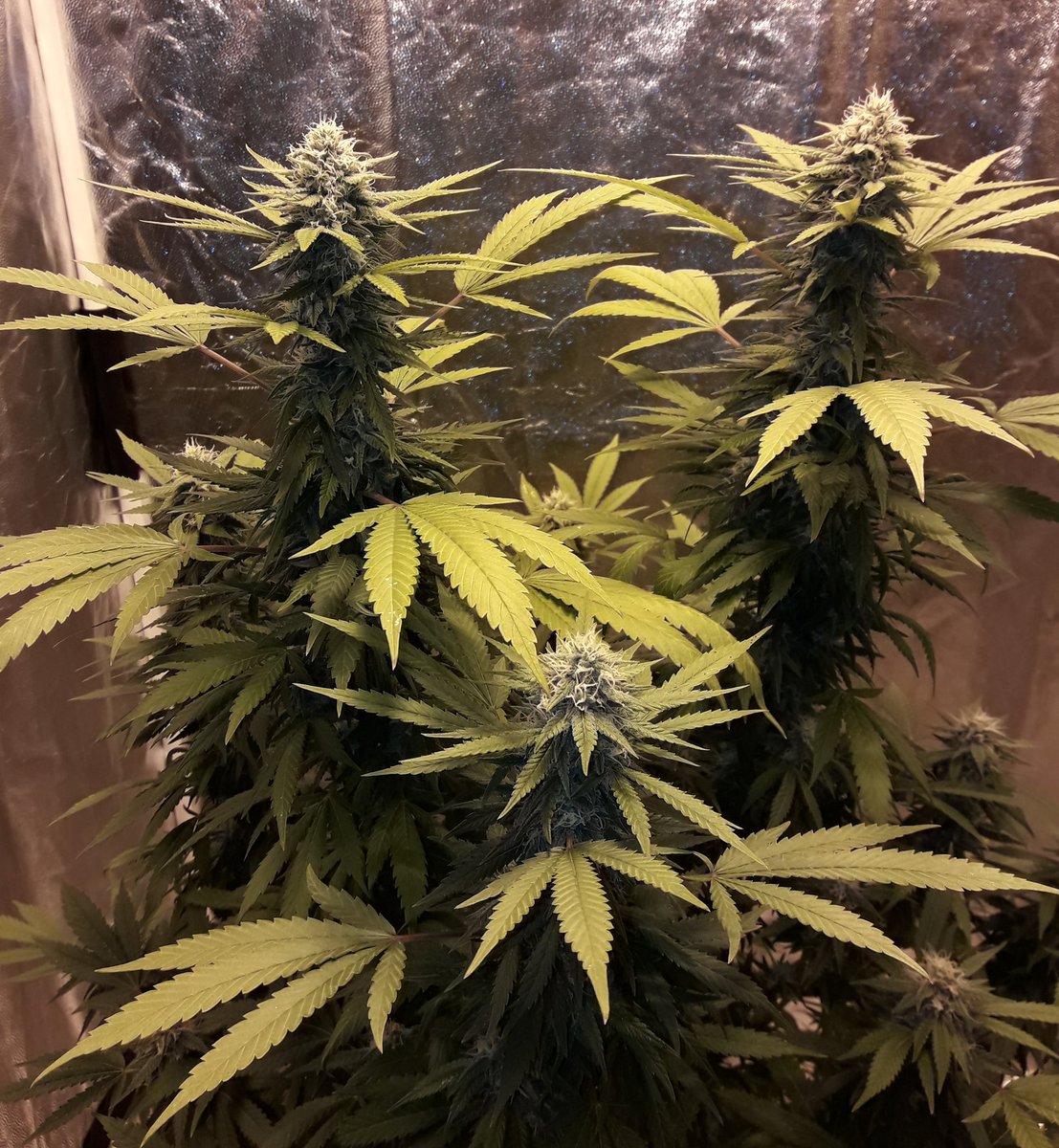 AdrycManellson's tweet photo. #Momentos
De #ChocoCandy2 de @GreenbudSeeds https://t.co/S2xqy6VR6U