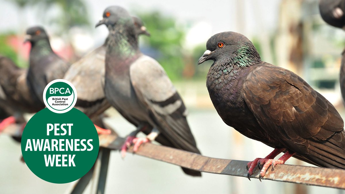 Birds carry diseases such as Ornithosis, Listeria and E-coli that can be transmitted to man from the birds &amp; their droppings. Pest Awareness Week 2018 #PestAware
