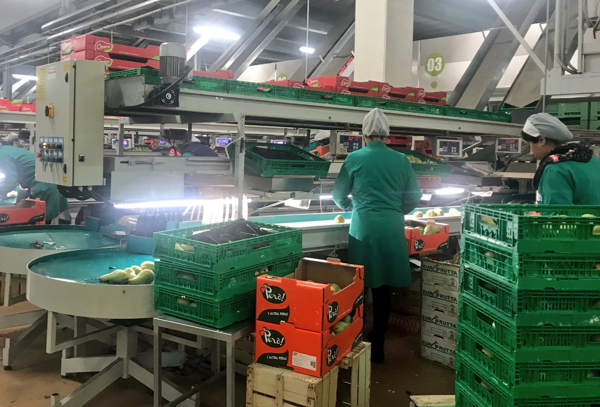 sbonaccini's tweet photo. Stamane a @Fruitmodena Group nel nuovo stabilimento di Campogalliano la più grande struttura al mondo per produzione e commercializzazione di pere, tutte Made in Italy. Export verso 57 Paesi, in tutto il mondo. https://t.co/Umeax3YIs7