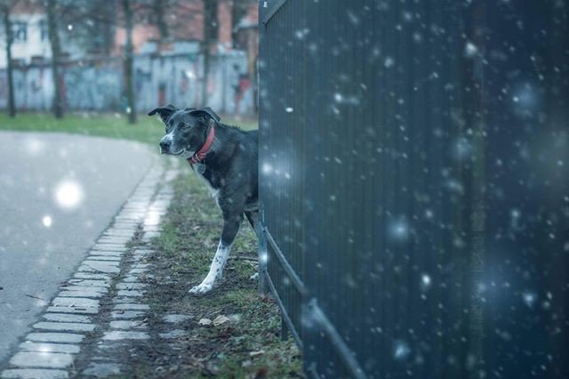JenniferVapes's tweet photo. Reposting @tari.adventures: - via @Crowdfire 
Me trying to be mysterious. How is my around the corner look?
.
.
.
.
.
#berlindogs #dogsofberlin #dogphotography #dogsonadventures #adventuredog #hikingwithdogs #dogsonhikes #hikingdogsofinstagram #thegreatoutdogs #hikingdogs https://t.co/eYMLuOhaen