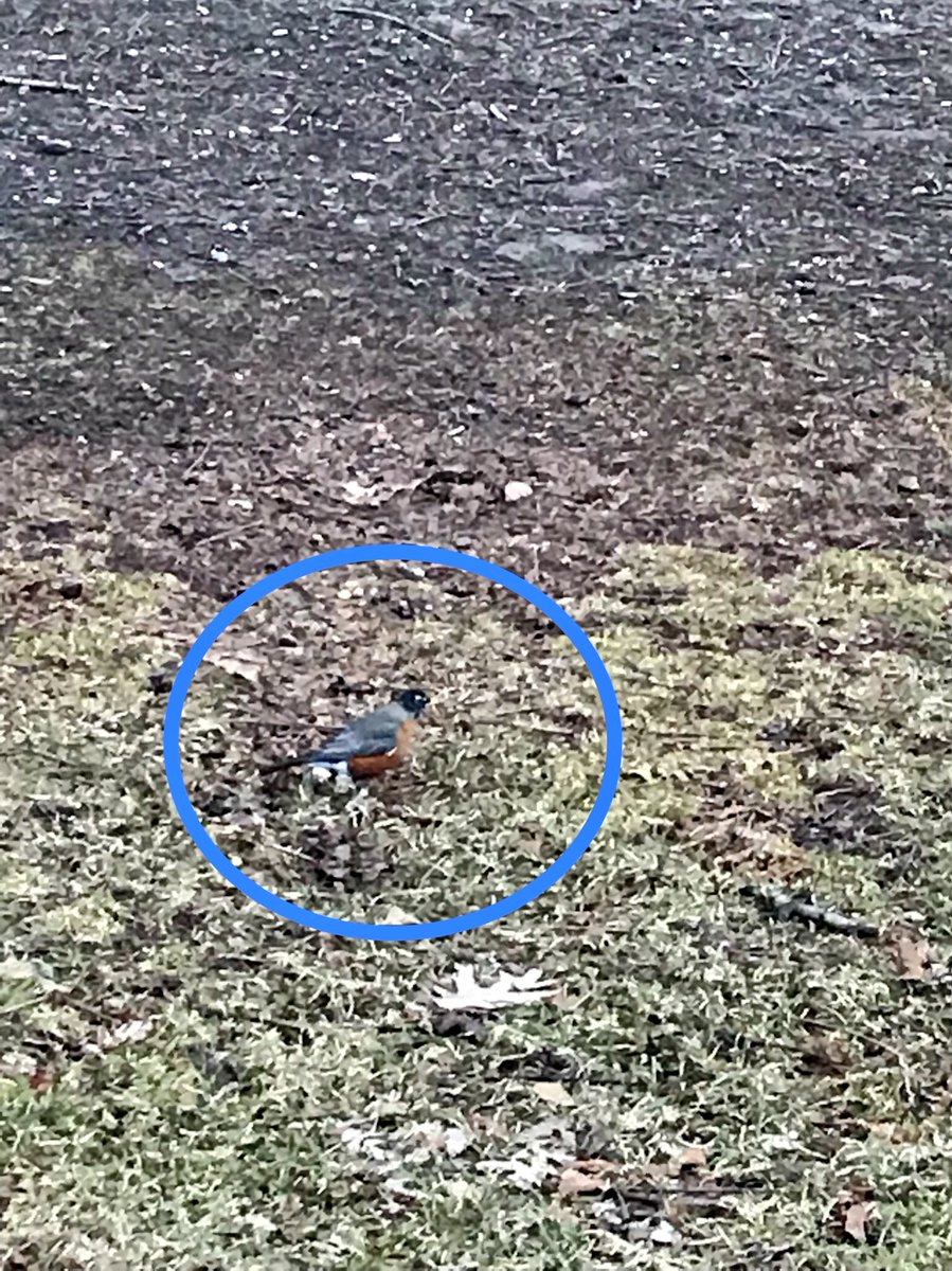KellyH_Museum's tweet photo. Saw my #firstrobinofspring! https://t.co/dXvdq6IiIX