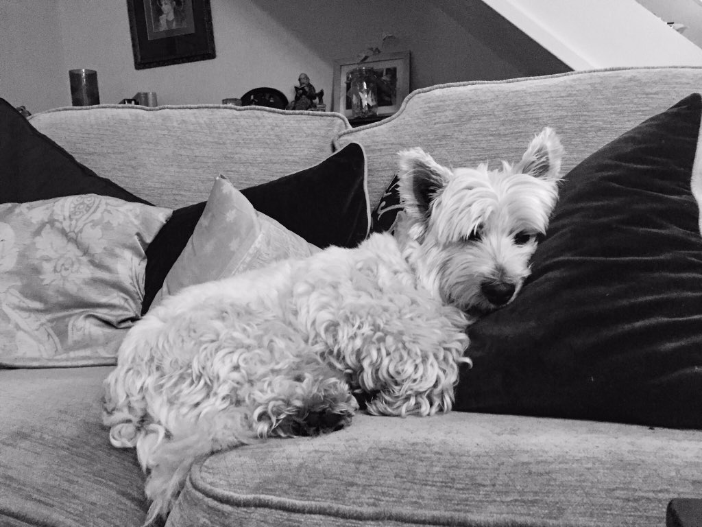 Lemonade_Lane's tweet image. Need a gift? Don't fancy venturing out in this weather? Take a leaf out of Benson's book and check out our online shop from the comfort of your sofa - all posted 1st class -bonus of being next door to the post office!!!
etsy.me/2nBFVSE
#SofaShopping #ShopLocal #Redhill