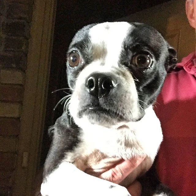 rhuntington3's tweet photo. I’m going out in the rain, Dad!  #bostonterrier #bostonterriersofinstagram #squishfacecrew #ilovemydog #ilovemybostonterrier #instadog #instabostonterrier https://t.co/9T7N4ZHEhc https://t.co/70Run9aIIX
