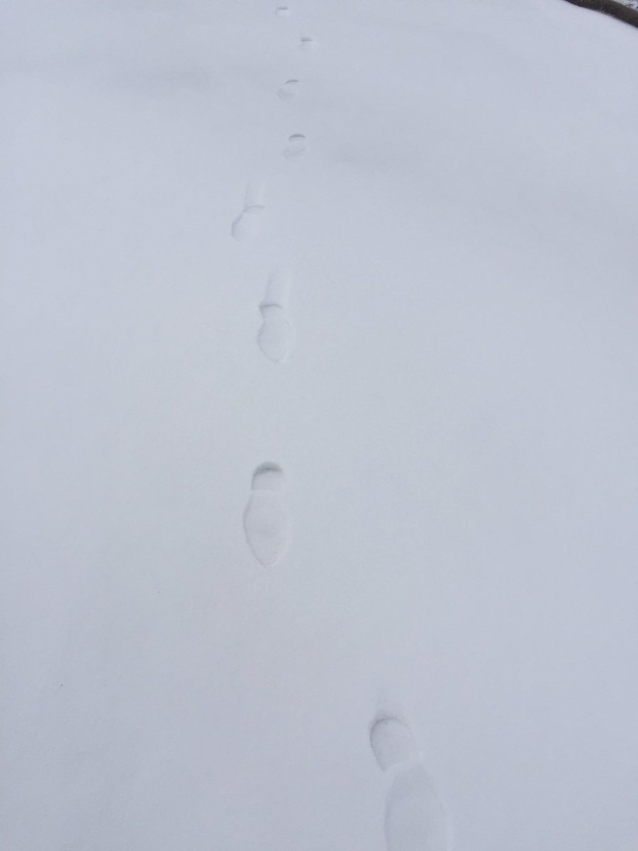 DavidYONNET85's tweet photo. Je ne sais plus si j’ai pris mes skis pour aller à notre agence des Herbiers ce matin ... à moins que je sois à Superbagneres #conseil #image #snow #bocage #zephyrandko https://t.co/GhVzH0wi49