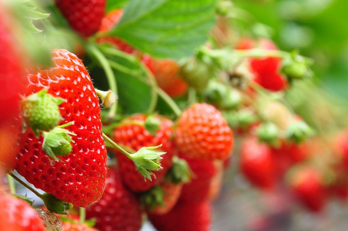 scienega's tweet photo. Congrats!! to #BoostBiomes: closing seed round to optimize agricultural microbial ecologies https://t.co/9JfbfpC1RS @JamieBacher @CAStrawberries #VikingGlobalInvestors #Tencent @BerkeleyBioE @NimbleVentures @JLabs @JNJInnovation @Illumina via @AgFunder @wg_cit @PRNewswire https://t.co/n6tA0p3U2n
